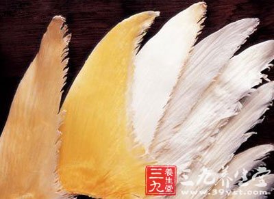 皱唇鲨科动物白斑星鲨或其他鲨鱼