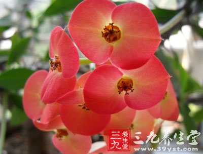 梅花刺根