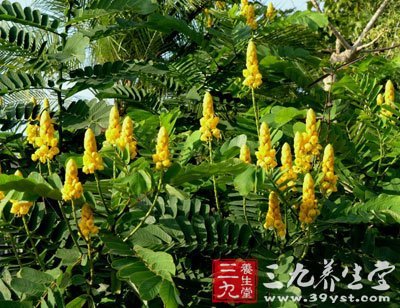 对叶豆 - 中草药大全 - 三九养生堂(m.39yst.com)