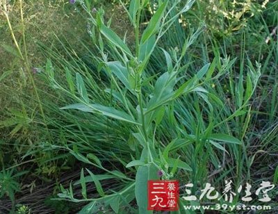 大果琉璃草