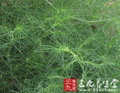 【生境分布】 生态环境:生村边、路旁、荒地戈壁滩和含盐碱的沙质土壤上。 资源分布:分布于东北、华北、西北、西南及山东、江苏、安徽、河南等地。 【性状】 性状鉴别 全草黄白色。叶多破碎,完整叶片丝状圆柱形,长2-5cm,宽0.5-1mm,先端有硬针刺。花序穗状,着生于枝上部,苞片硬,卵形,顶部延伸成刺尖,边缘膜质,背部有白色隆脊;花被片先端向中央折曲,紧贴果实,在中央聚成小圆锥体。种子直径约1.
