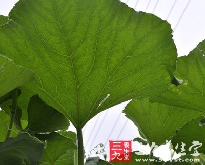 葫芦科植物南瓜