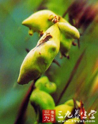 倍蚜科昆虫角倍蚜