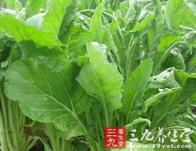 柳叶菜花图片
