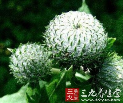 牛蒡子圆图