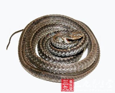 游蛇科动物乌梢蛇的胆