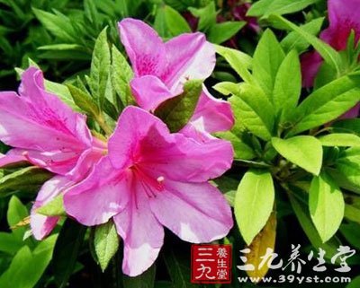 满山红