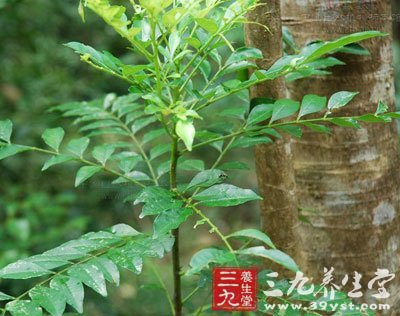 中草药大全       【拼音名】lè tǎnɡ      【别名】狗花椒,鹰不泊