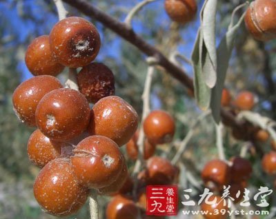 胡颓子科植物沙枣
