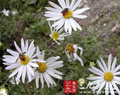菊科植物山马兰