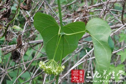 dregea   【来源】   药材基源:为双子叶植物药萝藦科植物南山藤的