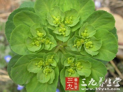 泽漆