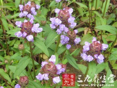 夏枯草各30克,红枣150克,麦冬30克,莪术10克,金银花15克,壁虎5条,甘草