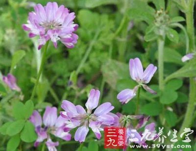 【别名】野蚕豆,见水消,三愣金刚,三角西花,爬山豆,山落花生,三愣