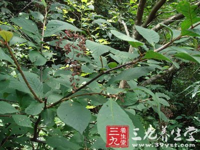 【拼音名】pào huā shù      【别名】灵寿茨,降龙木