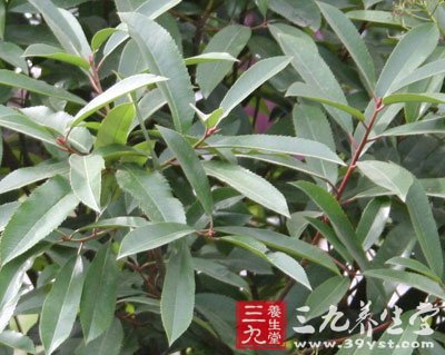 石楠叶