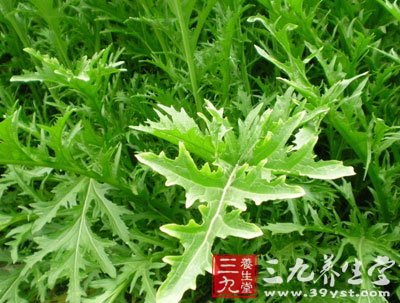 芥菜图片