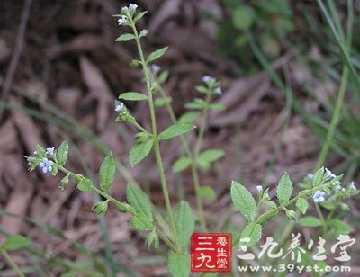 of tender bothriospermum    【别名】小马耳朵,细叠子草,雀灵草