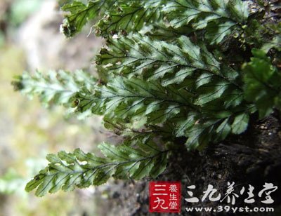 【原形态】小型石生蕨类植物,植株高8-10cm.