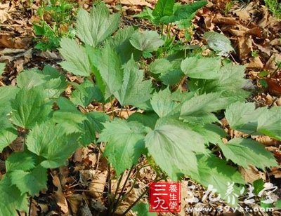 大三叶升麻-三九养生堂