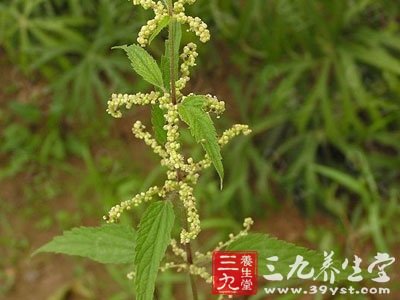 狭叶荨麻 - 中草药大全 - 三九养生堂(m.39yst.com)