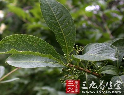 民福康健康 养生百科 中草药大全      ②《陕西中草药》:清热解毒