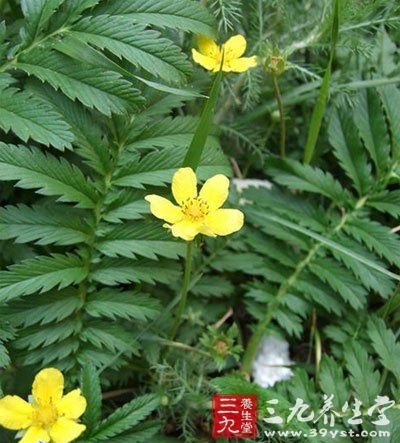 蕨麻草
