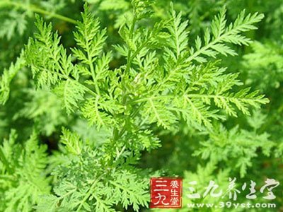 青蒿