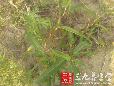 酸不溜根