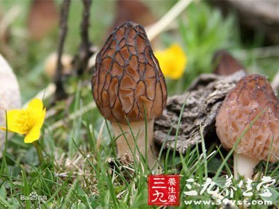 羊肚菜用法用量