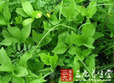 睡菜