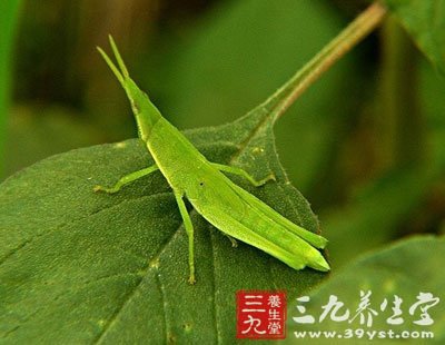 尖头蚱蜢