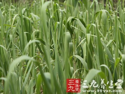 【别名】苇茎,嫩芦梗    【来源】    药材基源:为禾本科植物芦苇