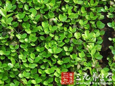 扶芳藤_中草药大全_中药本草