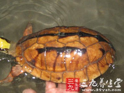 断板龟_狗蚁草的作用及功效的介绍