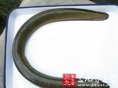 eel    【别名】鯬鯠,鳗鯠,鳗鯬,白鳝,蛇鱼,风鳗,鳗鱼,白鳗,青鳝,黑耳