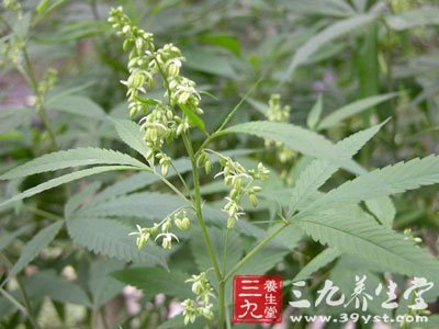 火麻仁_中草药大全_中药本草