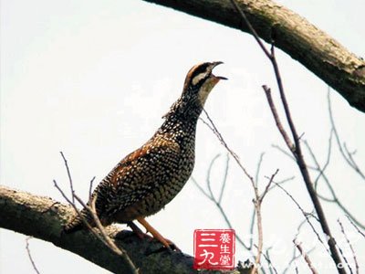 《岭表录异》:鹧鸪,吴楚之野悉有,岭南偏多,此鸟肉自而肥,远胜鸡,雉.