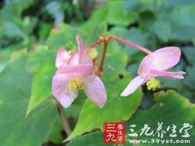 裂叶秋海棠