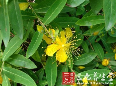 sī to guǒ sh【来源】为藤黄科植物金丝桃的