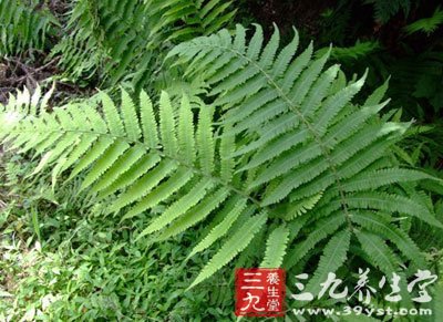 【原形态】植盅 养生百科 中草药大全       【出处】始载