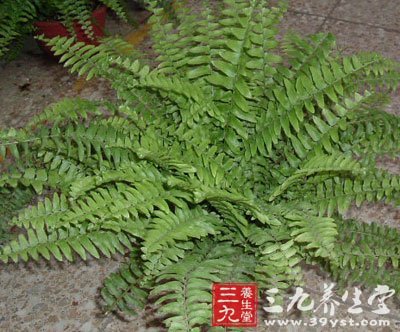 蜈蚣草