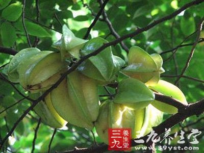阳桃叶