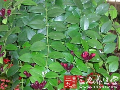 【拼音名】zhǐ ké cǎo   【别名】水芙蓉,麻雀草,紫苏草,水薄荷