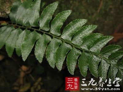 nɡ 【英文名】falleaf holly fern 【别名】巴兰贯众