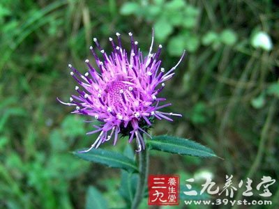 性状鉴别 (1)沙芥菜 全草缠绕成团.