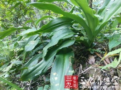 蛇疙瘩_中草药大全_中药本草