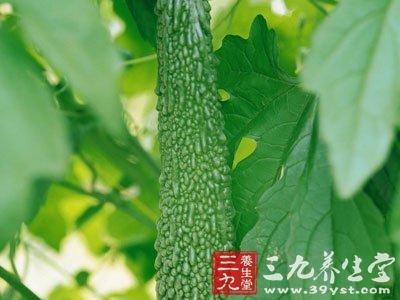 野黄瓜