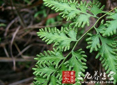 毛叶肾蕨