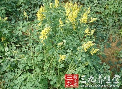 民福康健康 养生百科 中草药大全        【生境分布】      生态环境